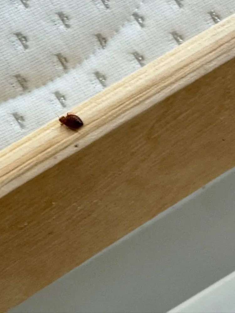 Pojedyncza pluskwa na krawędzi drewnianego stelaża łóżka obok materaca
