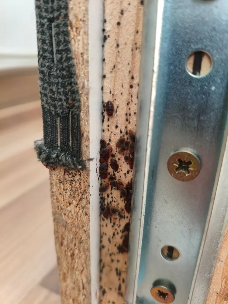 Skupisko pluskiew i ciemnych odchodów w szczelinie między drewnianą listwą a metalowym łącznikiem ramy łóżka