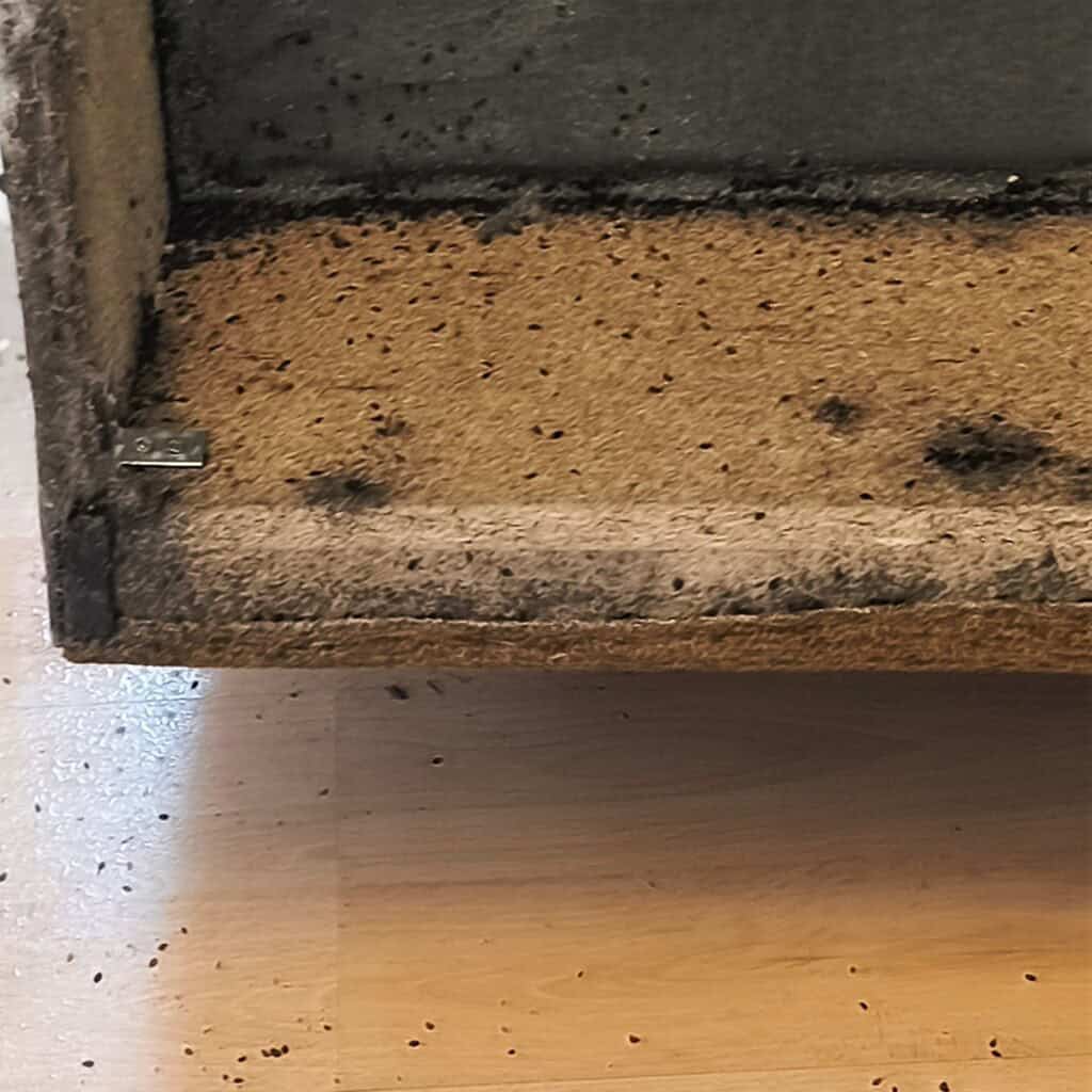 usuwanie pluskiew - gniazda pluskiew pod kanapą