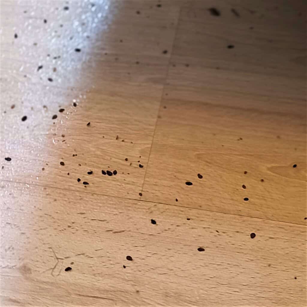 usuwanie pluskiew - gniazda pluskiew pod kanapą