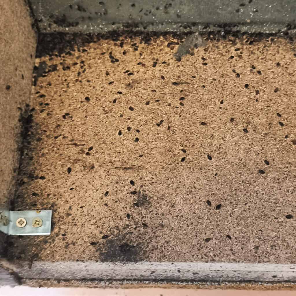 usuwanie pluskiew - gniazda pluskiew pod kanapą