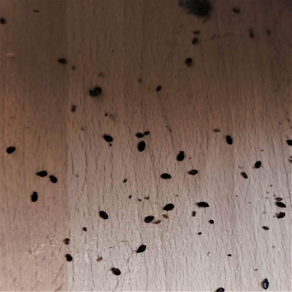 usuwanie pluskiew - pluskwy, które wysypały się w łóżka