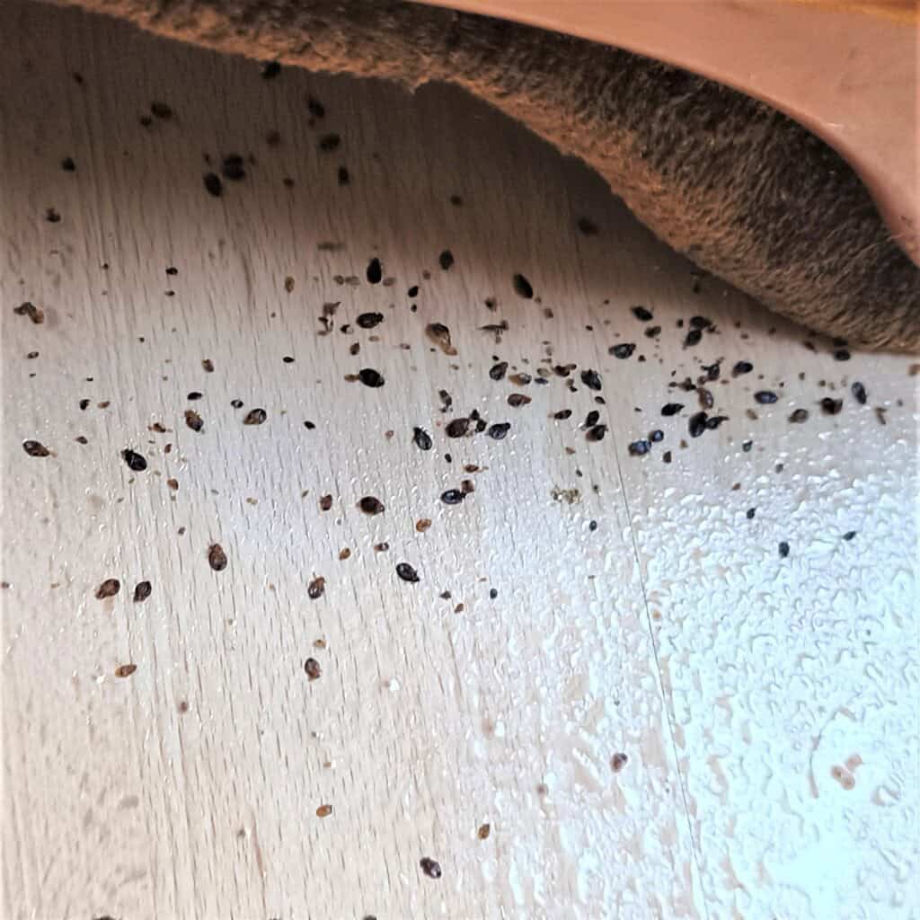 usuwanie pluskiew - gniazda pluskiew