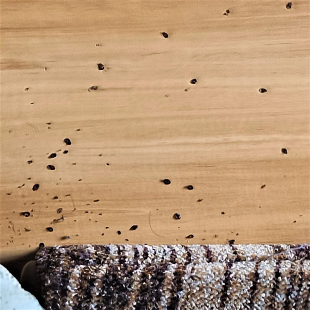 usuwanie pluskiew - gniazda pluskiew