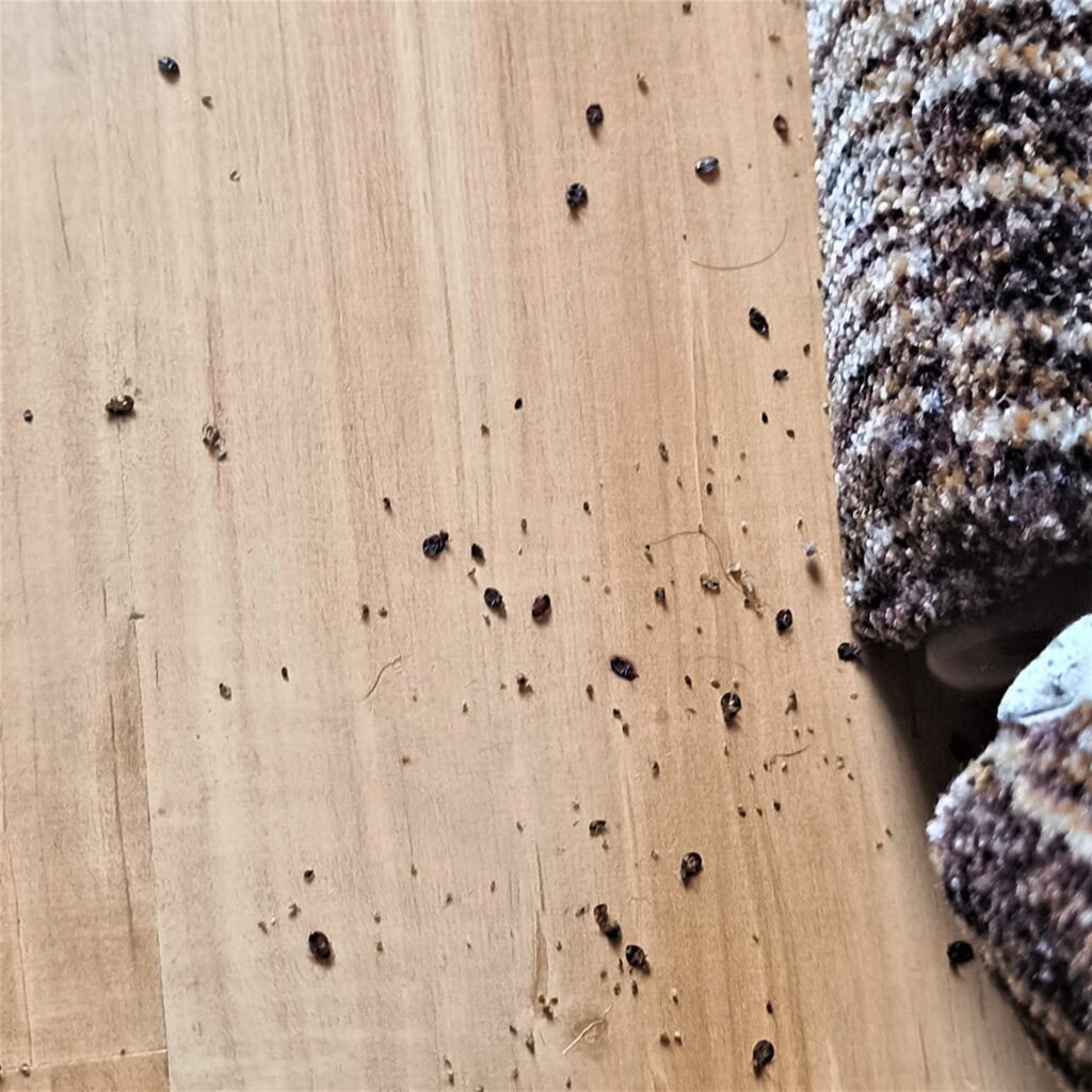 usuwanie pluskiew - gniazda pluskiew